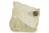 Enrolled Kainops Trilobite - Black Cat Mountain, Oklahoma #241426-2